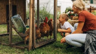 Happy boy crouching in front of a chicken coop and looking at chickens with his mother.
