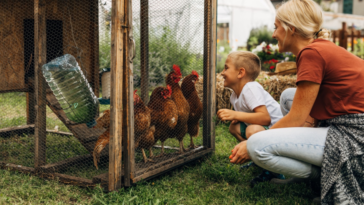 Happy boy crouching in front of a chicken coop and looking at chickens with his mother.