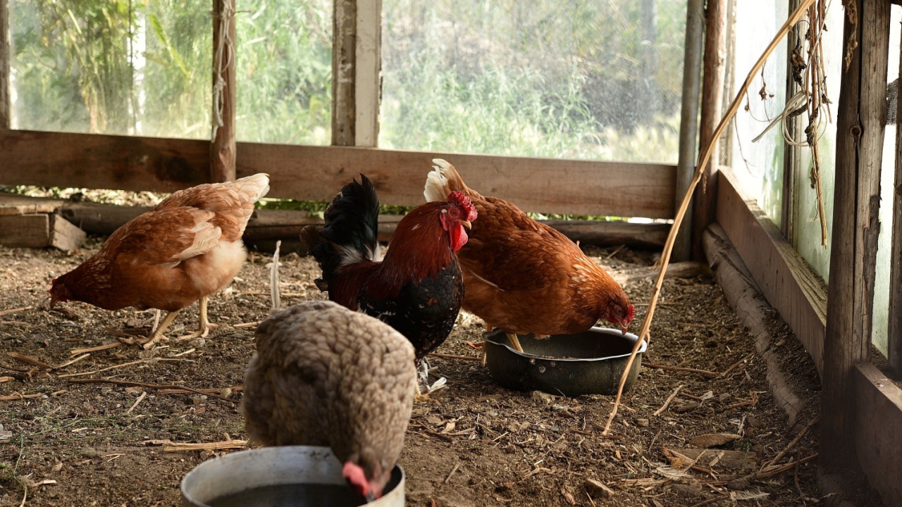Domestic chickens in the coop. Red chicken. Domestic chickens in the coop. Red chicken.