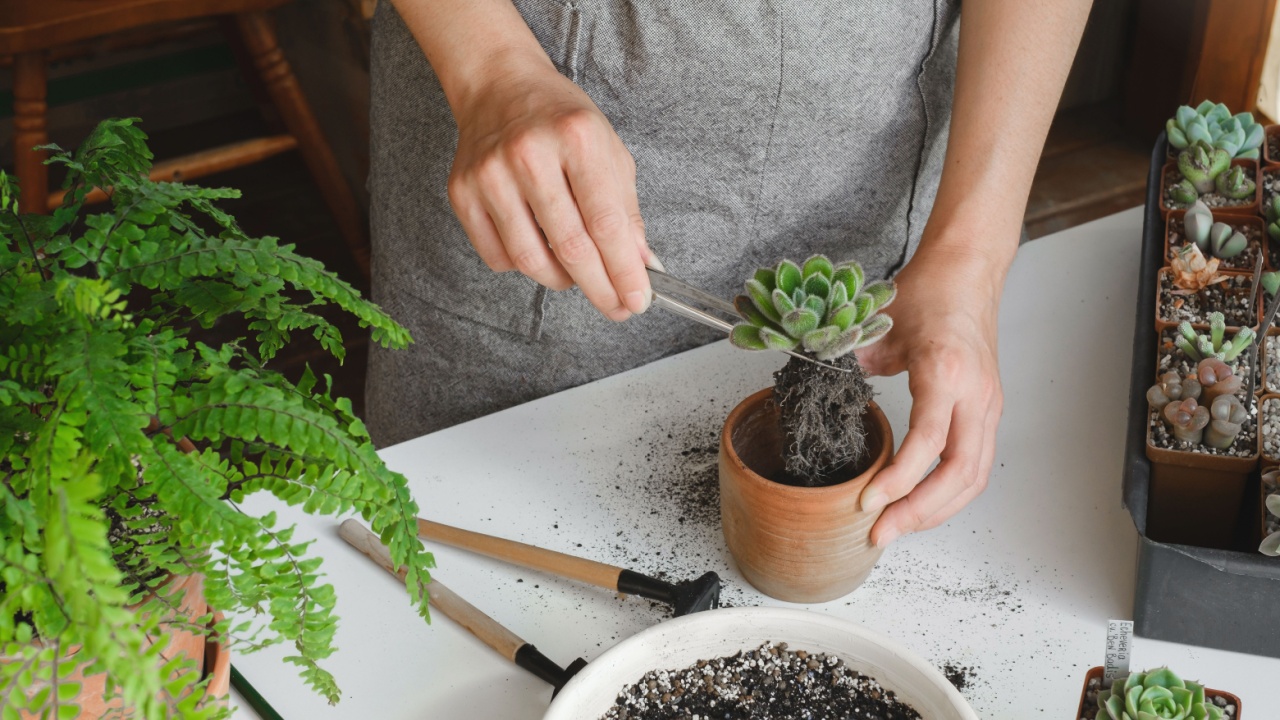 Repotting plant concept. Woman hands repotting succulent houseplant Echeveria. Plant roots in soil with gardening stylish tools, ground, drainage and clay pots. Home gardening calming hobby