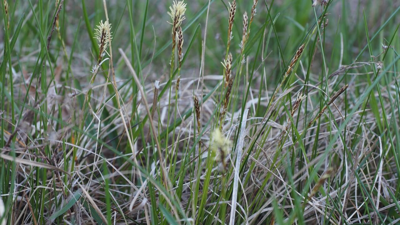 Pennsylvania sedge (Carex pennsylvanica) plants in meadow