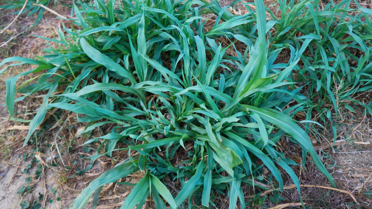 portrait of wild grass with the scientific name Carex laxiculmis (spreading sedge)