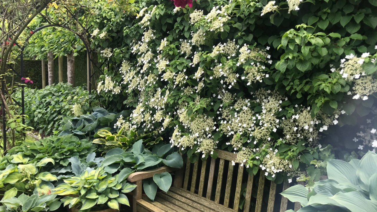 Garden scene with wooden bench overgrown with flowers. Flowering climbing plant Hydrangea anomala petiolaris in a charming garden. Hosta plants on a terrace during spring.