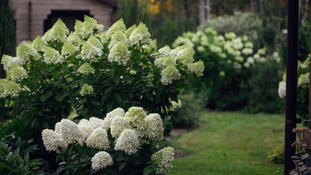 Hydrangea paniculata in summer cottage garden. Group of white blooming hydrangeas "Skyfall" and "Polar Bear"