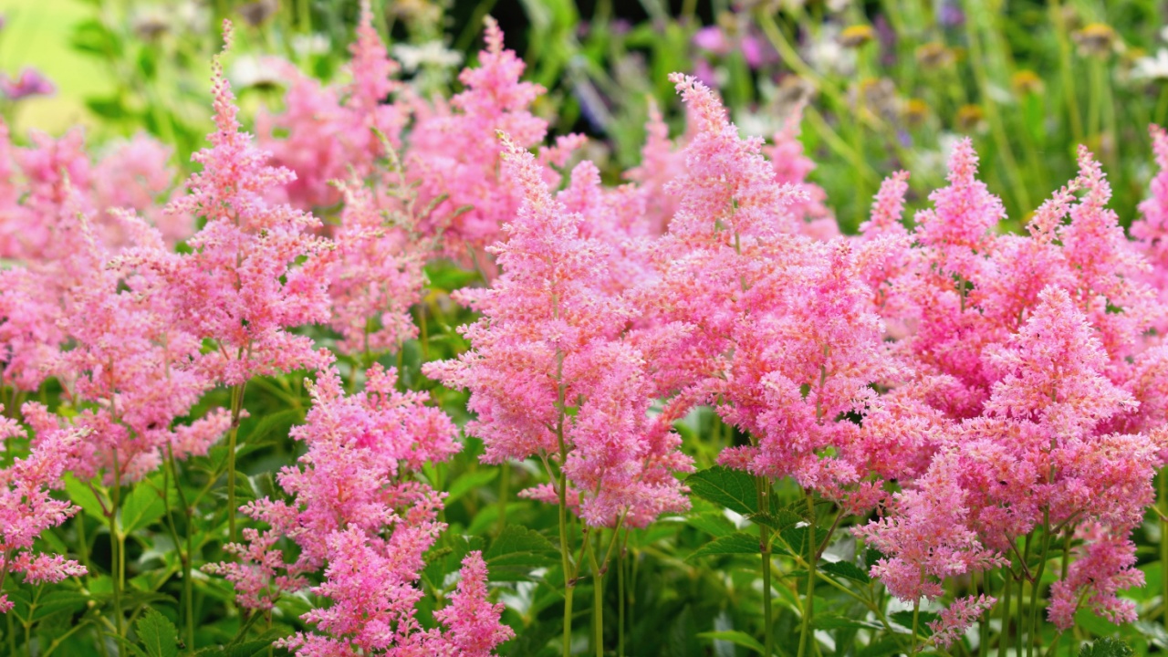 Pink Astilbe flowers blooming in the summer garden