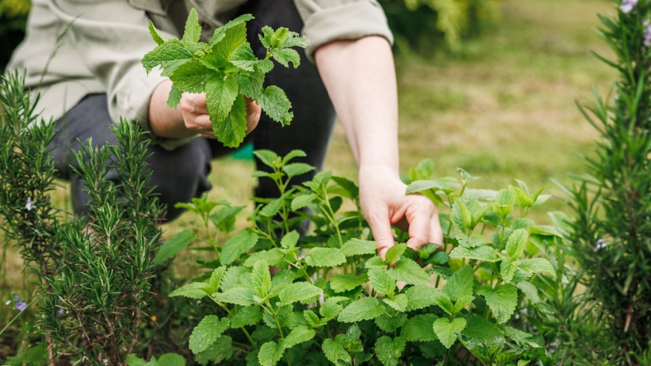 Woman picking lemon balm leaves from organic herb garden. Green herbal plant