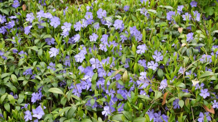29 Ground Cover Plants For Clay Soil You’ll Love
