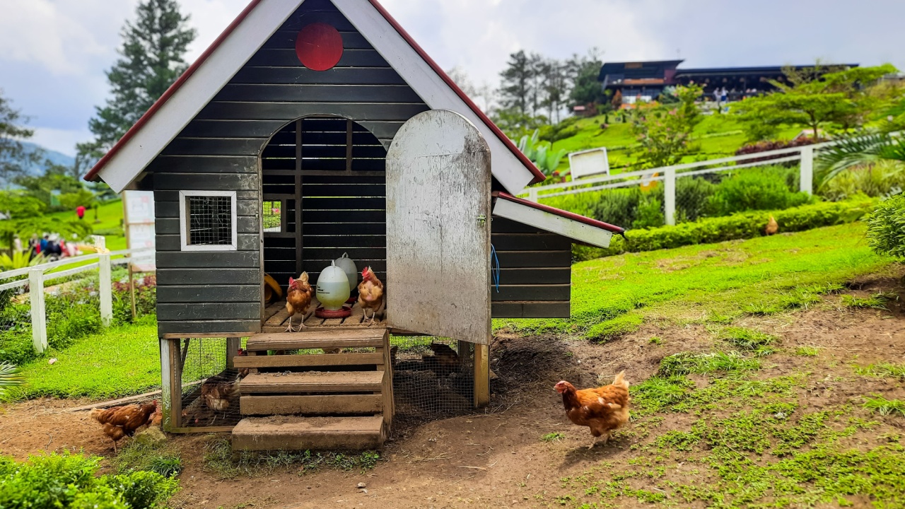 Hens doing activities around their coop at a farm tourist attraction Hens doing activities around their coop at a farm tourist attraction