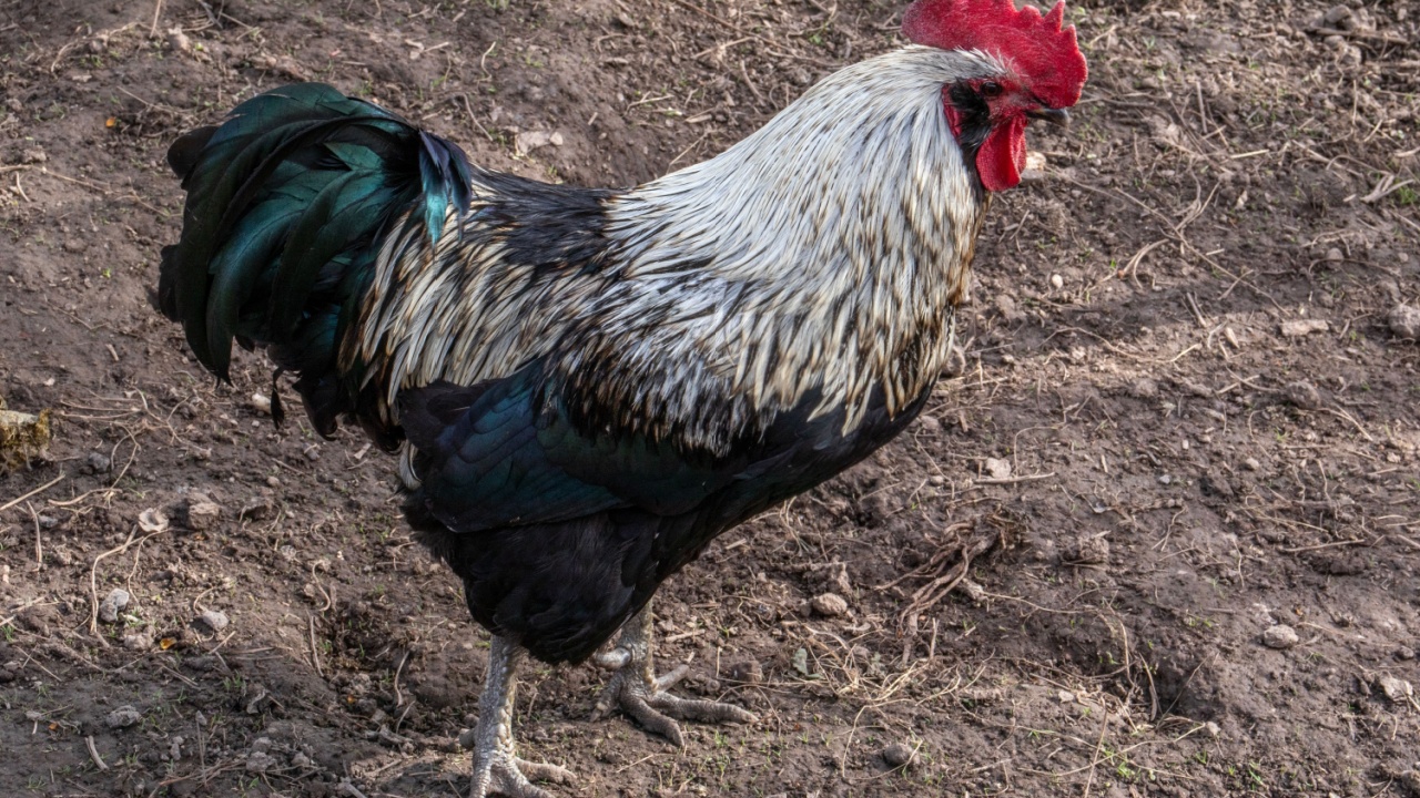 Blue Silverudd, top view. Rooster in the poultry yard of the farm. Cock breed Blue Silverudd in profile. Blue Silverudd, top view. Rooster in the poultry yard of the farm. Cock breed Blue Silverudd in profile.