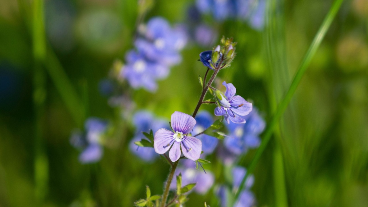 Veronica SerpyllifoliaVeronica Serpyllifolia – a medicinal plant. Beautiful floral background.