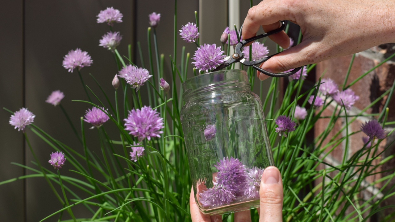 Closeup woman's hands picking purple chives flowers into a jar for herb vinegar
