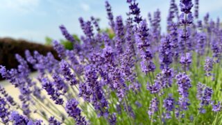 A photo of English Lavender planted near the University of Waterloo Visiting Centre