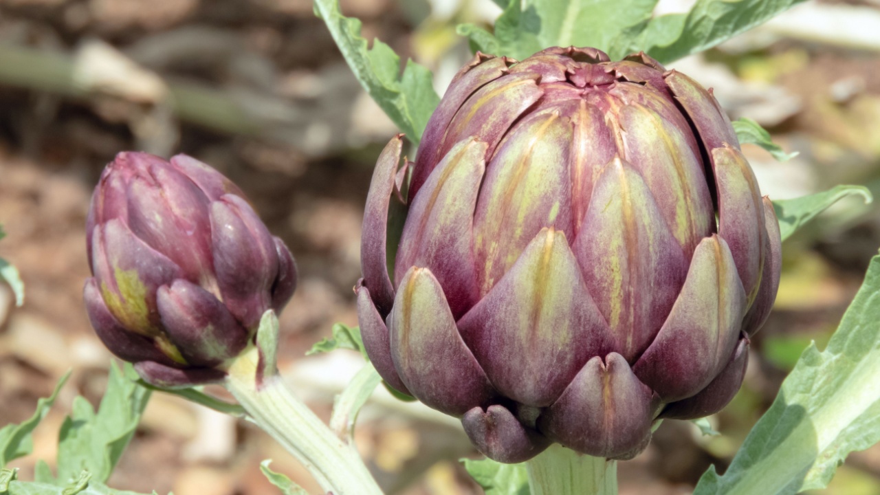 Globe artichoke edible buds. French artichoke or green artichoke agricultural plant. Cynara cardunculus var. scolymus in family Asteraceae.