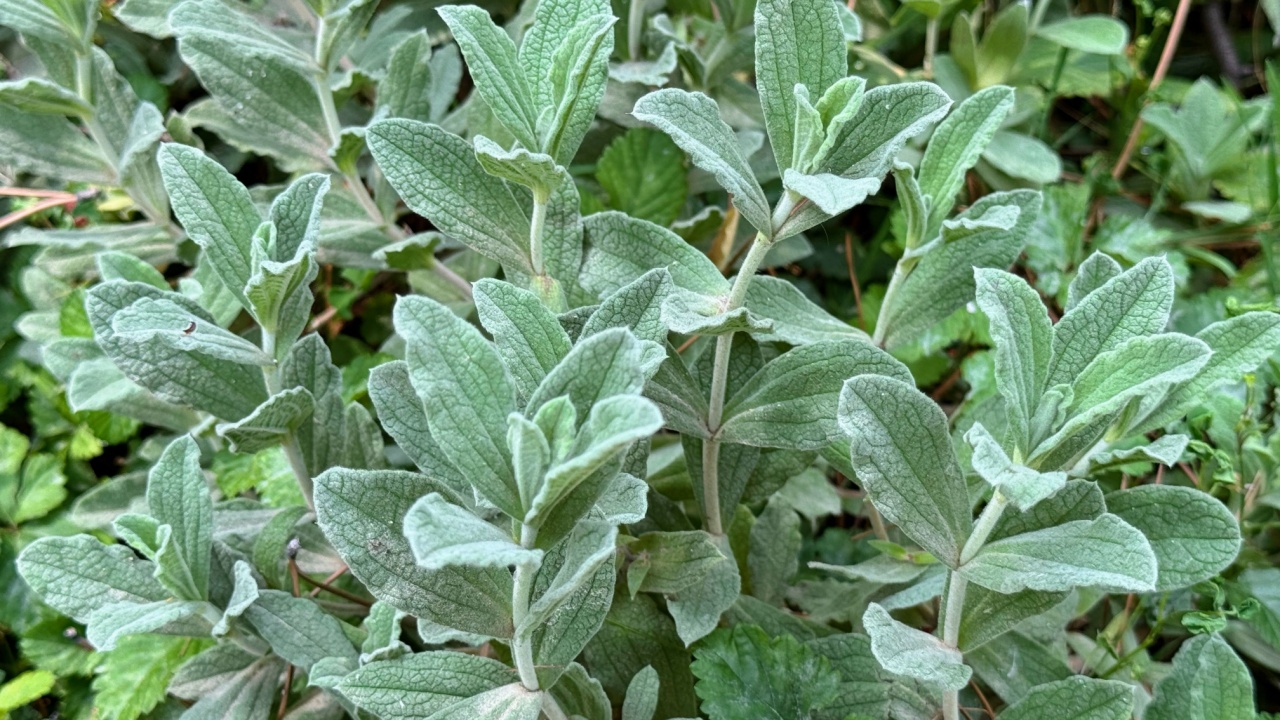 Common Sage (Salvia officinalis) is an aromatic herb and spice.
