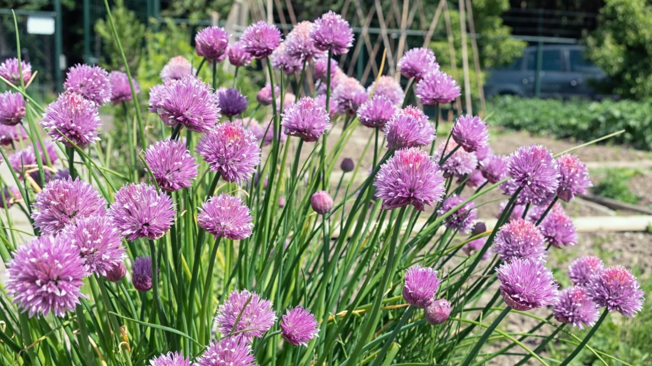 Dutch allotment garden with flowering chive plants and bean stakes