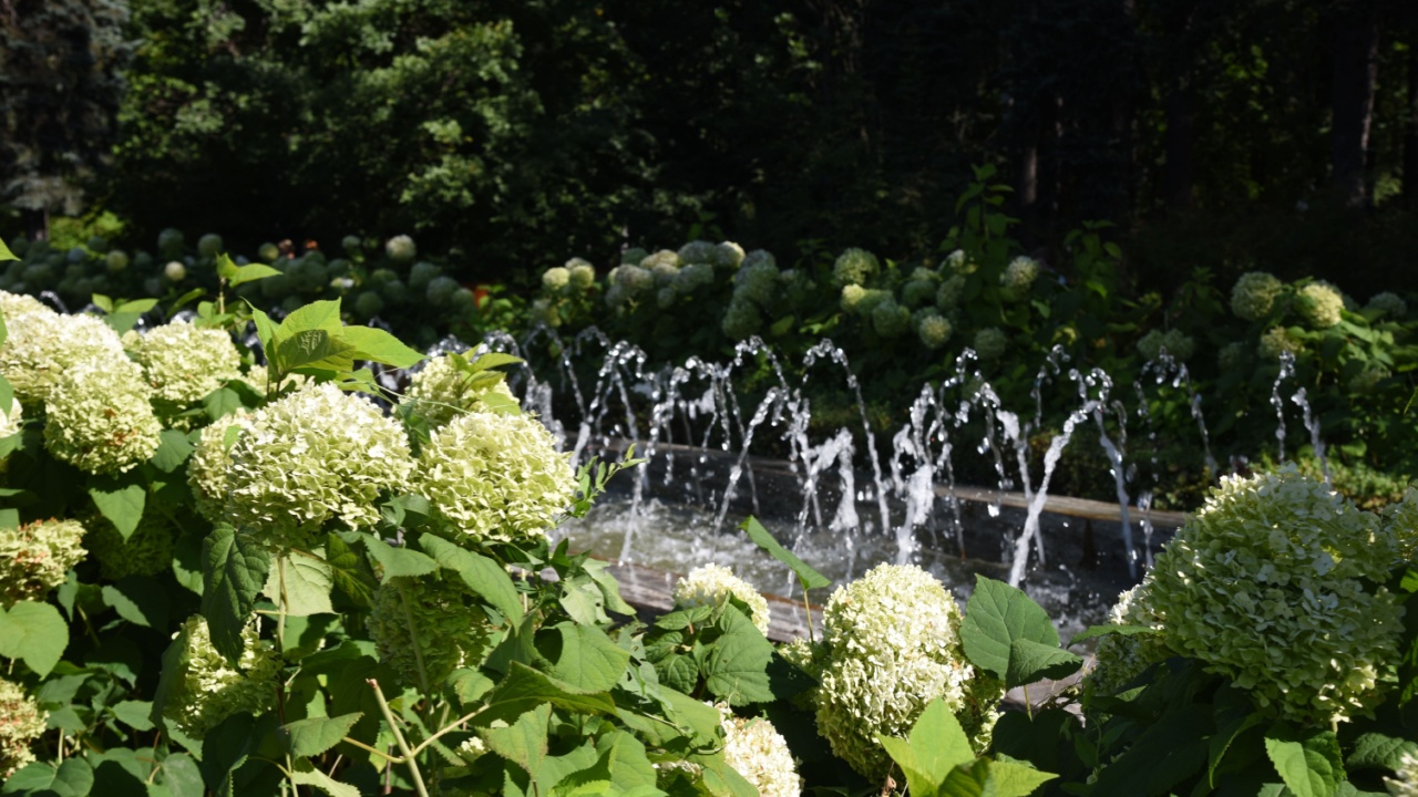 white hydrangea grow and bloom in the garden in summer, fountain, water
