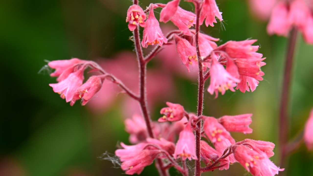 small pink heuchera flowers on a stem