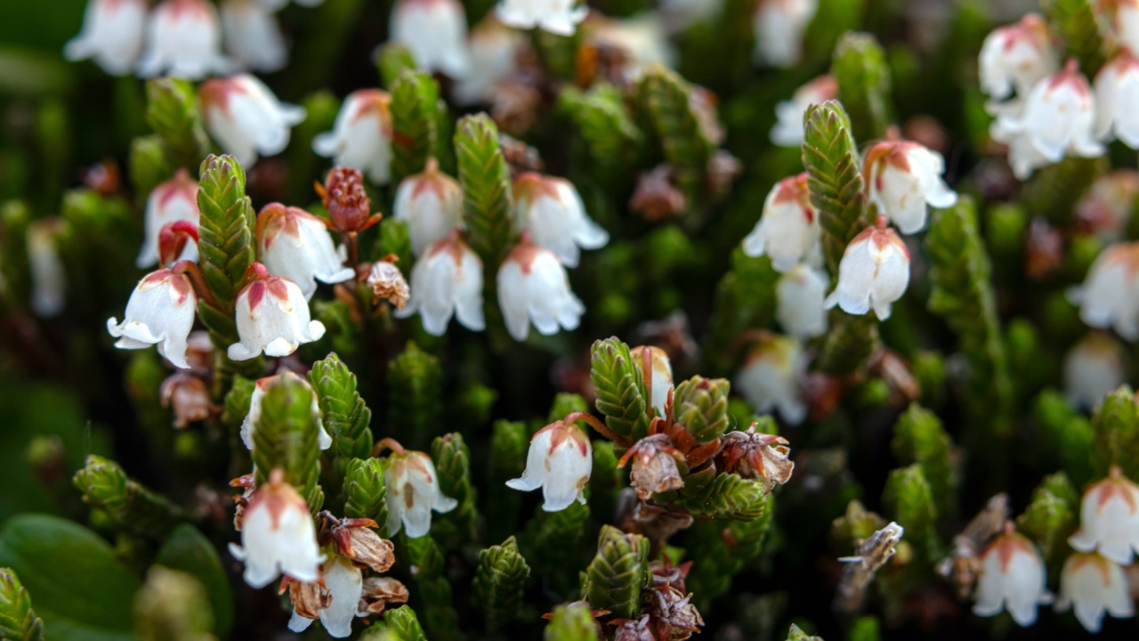 Cute tiny white flowers of Cassiope mertensiana (Western moss heather or White mountain heather) grow in the low shrub in alpine meadow in spring.