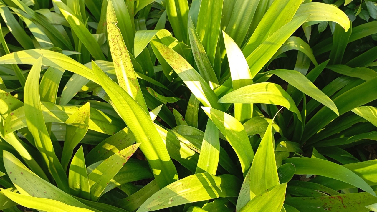 Carex plantaginea, grass with green leaves
