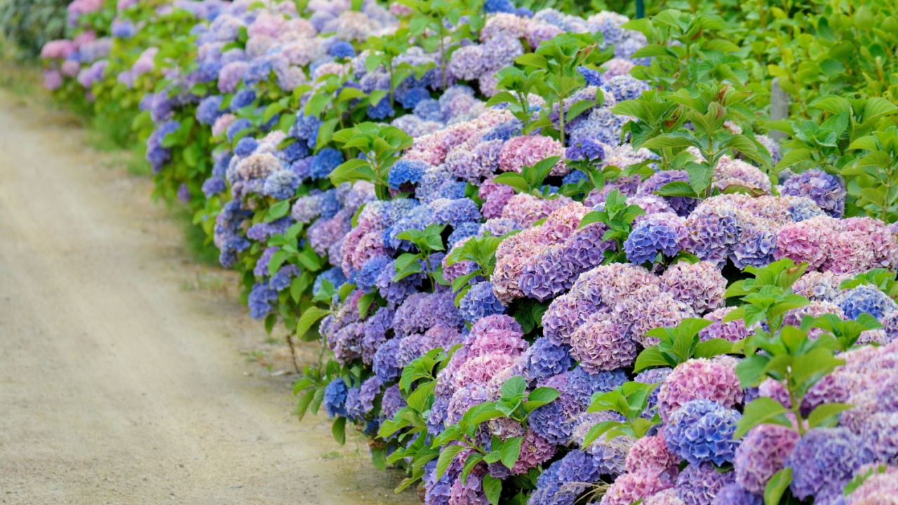 Beautiful hydrangea hedge in Brittany