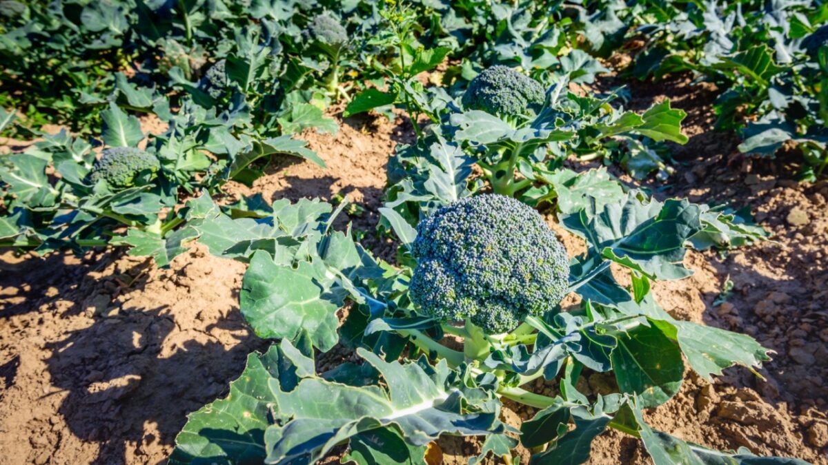 Mature Broccoli or Brassica oleracea plants in the field ready for harvesting. The plant is grown organically and the leaves are partially eaten by caterpillars and other insects. Mature Broccoli or Brassica oleracea plants in the field ready for harvesting. The plant is grown organically and the leaves are partially eaten by caterpillars and other insects.