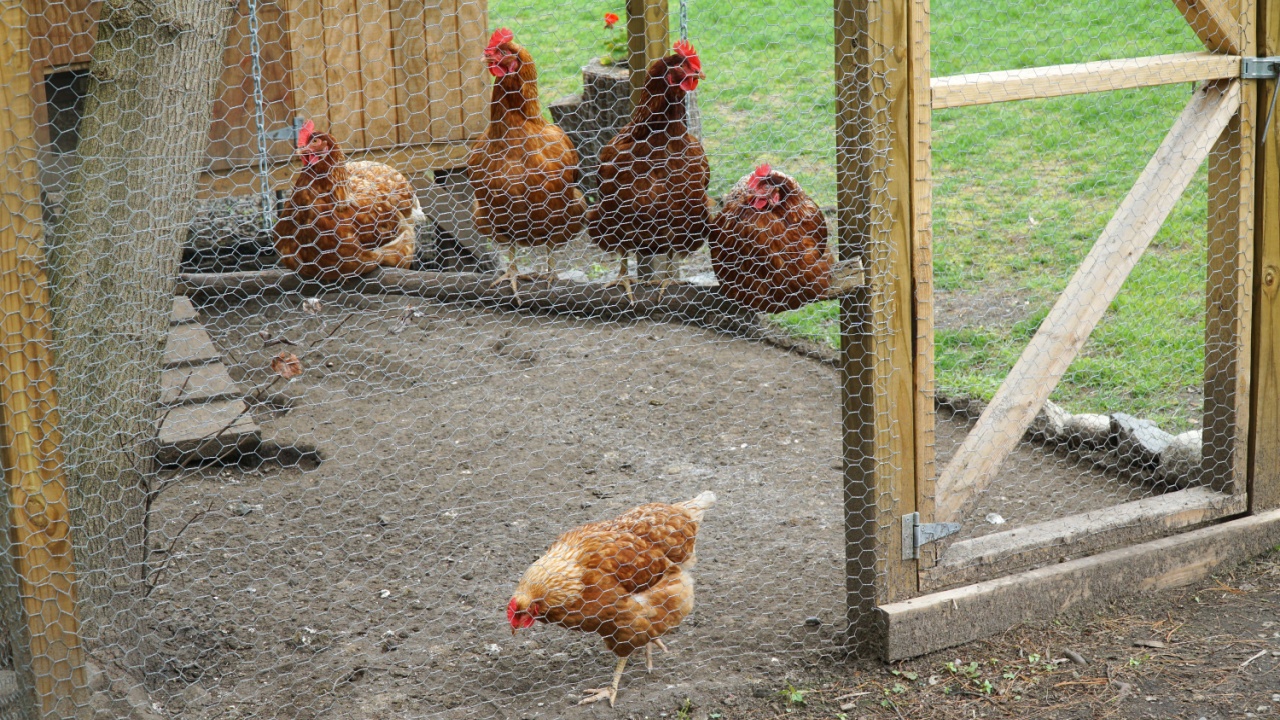 chicken coop in back yard in residential area chicken coop in back yard in residential area