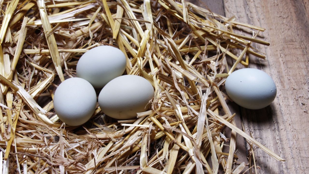 green chicken eggs farm green chicken eggs farm