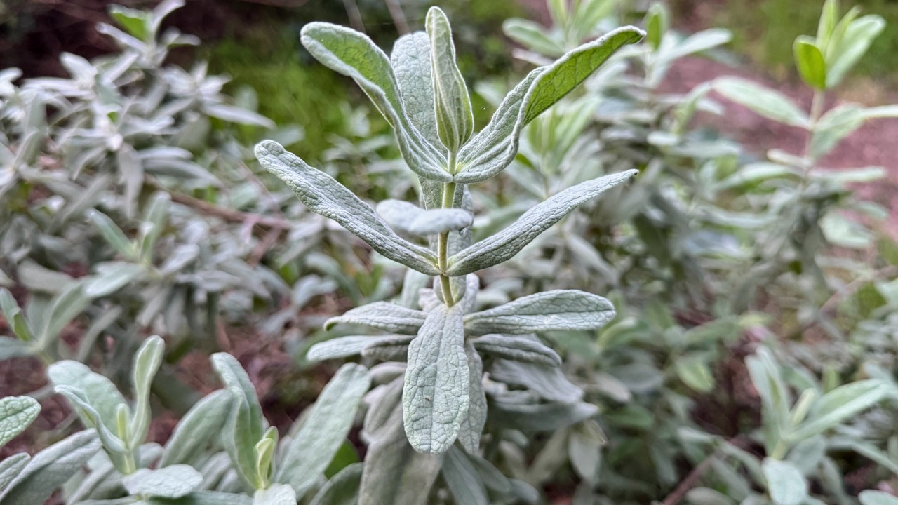 Lamb's ear (Stachys byzantina) 'Silver Carpet'. Evergreen carpeting perennial, dense mat of grey-white, soft, woolly foliage with elliptic leaves.
