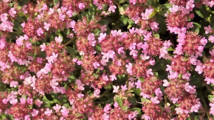 10 Great Ground Cover Plants for Slopes