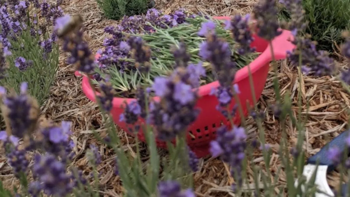 How To Stop Lavender From Going Woody