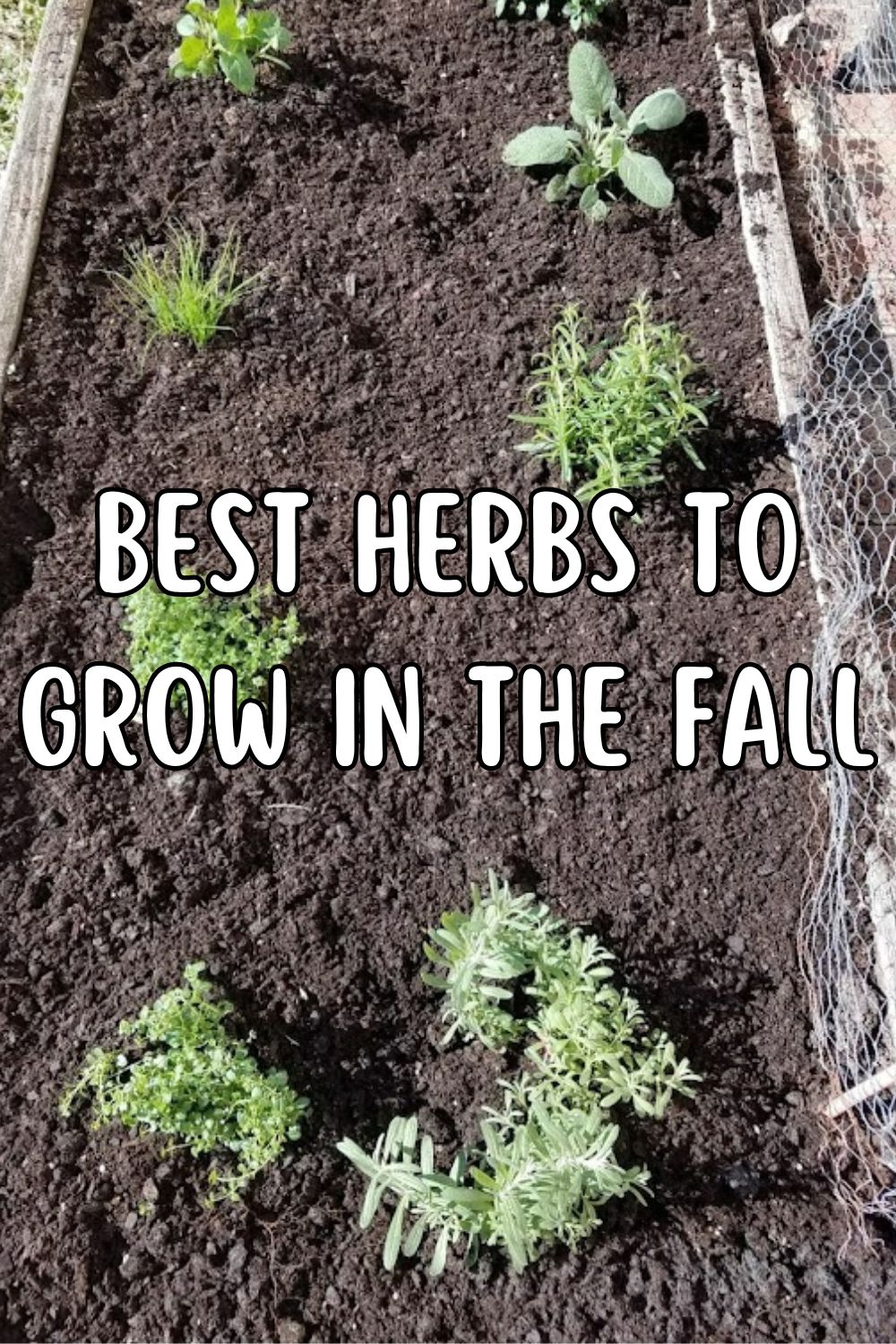 best herbs to grow in the fall.