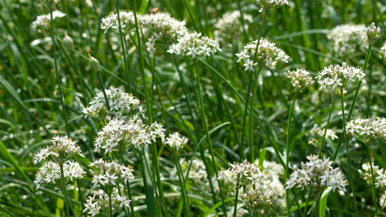 white blooms of garlic chives.