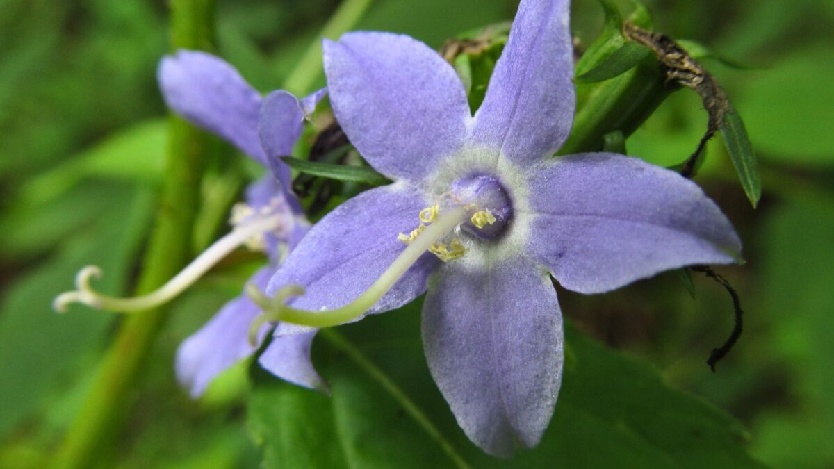 purple campanula americana flower. 