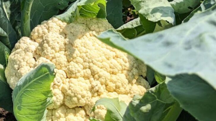 How to Grow Delicious Brassica Vegetables