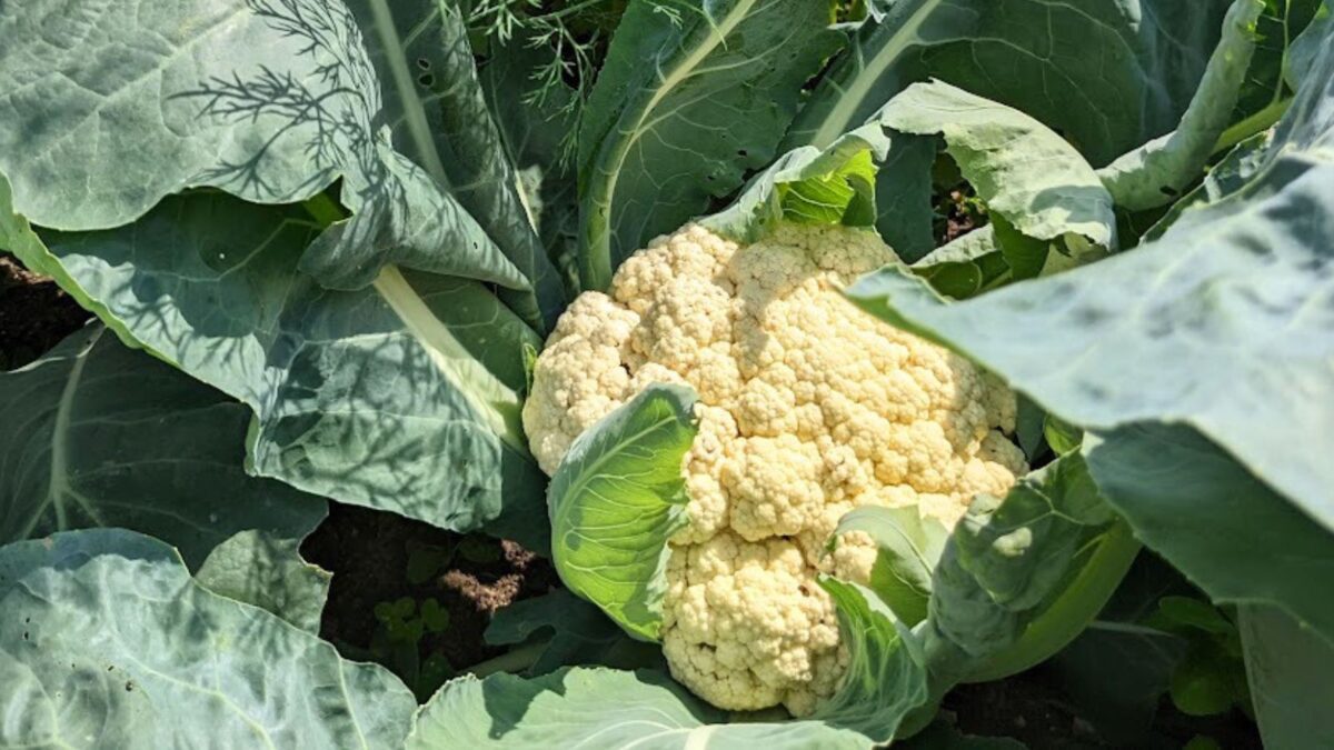 cauliflower growing in my garden.