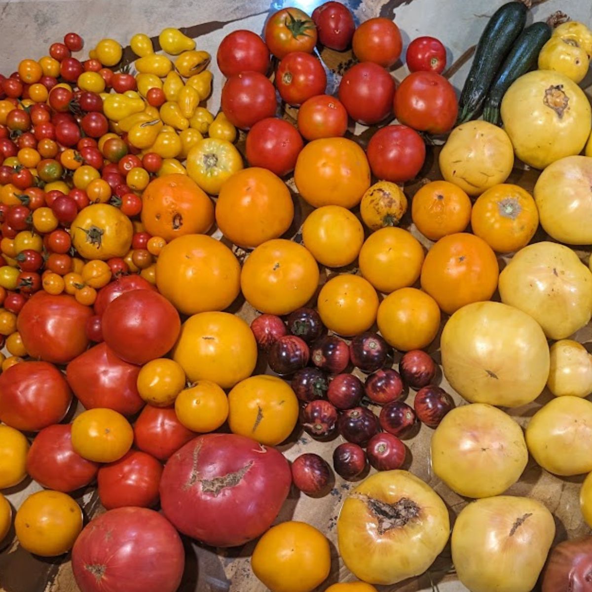 colorful tomato harvest: red, yellow, orange and purple tomatoes.