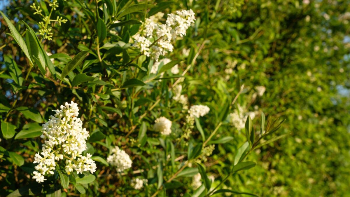 blooming common privet shrub.