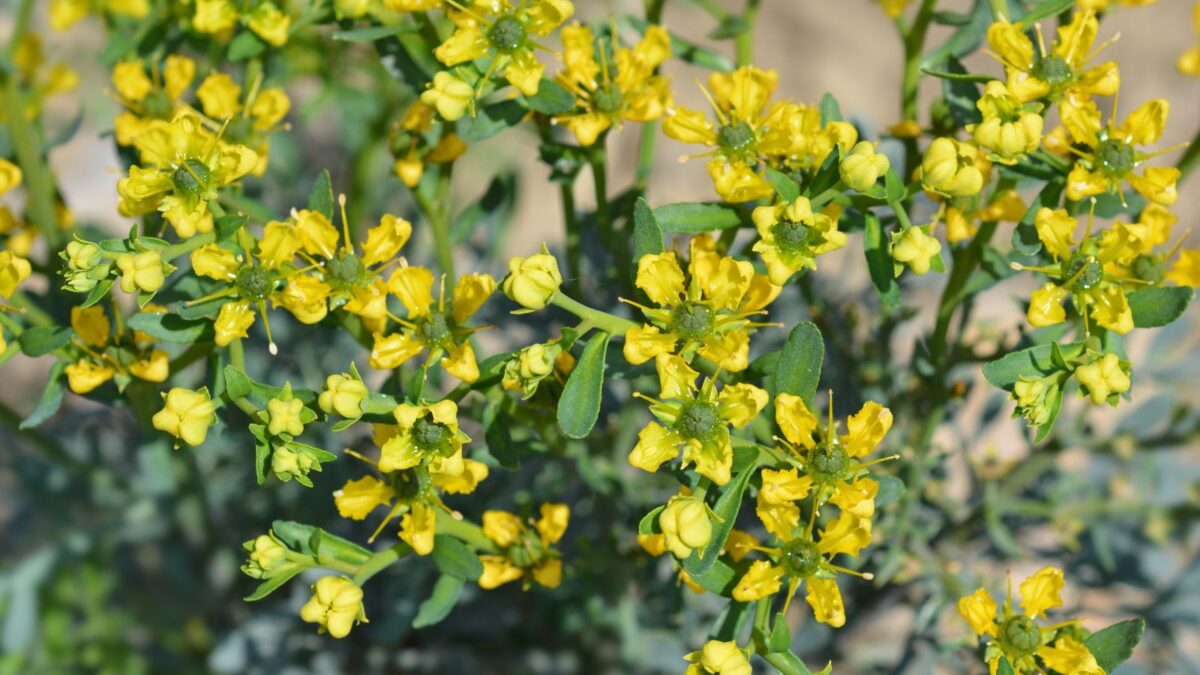 yellow common rue flowers.