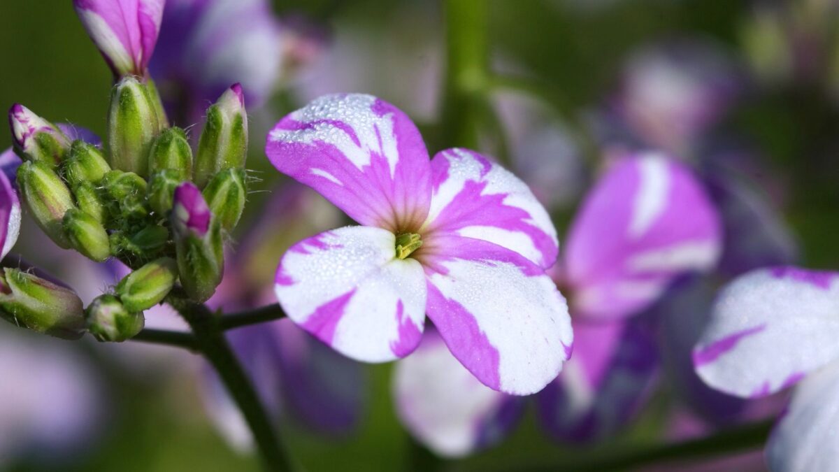 white and purple dame's rocket flowers.