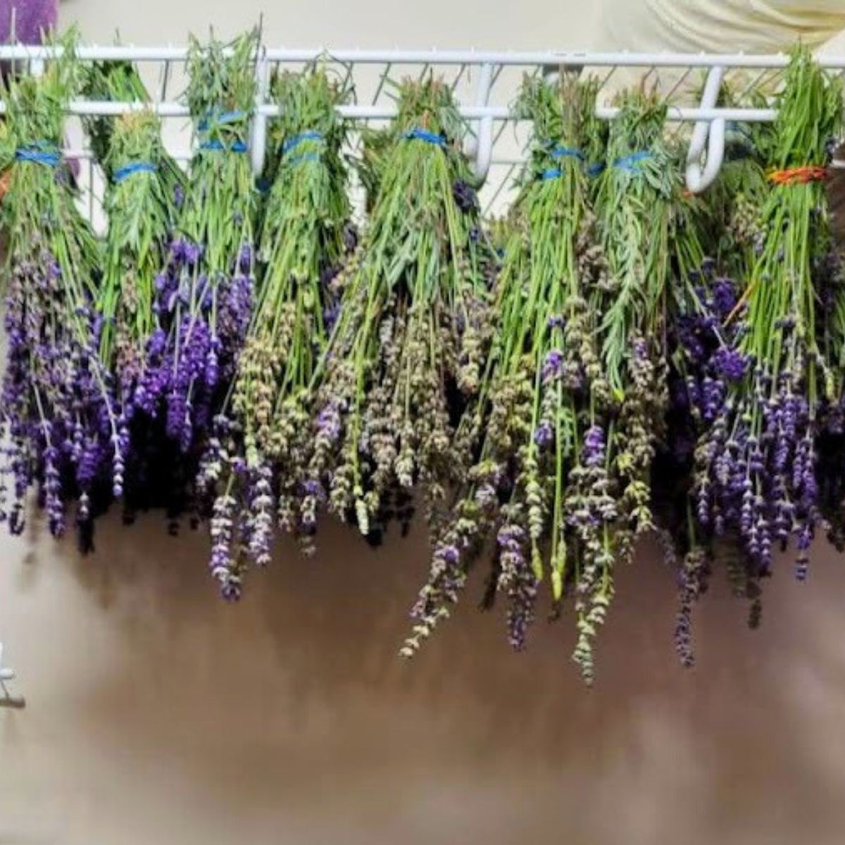 lavender hanging on a drying rack to dry.