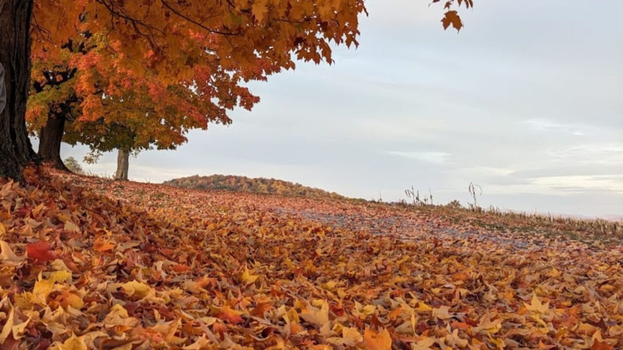 lots of fallen leaves under a tree.