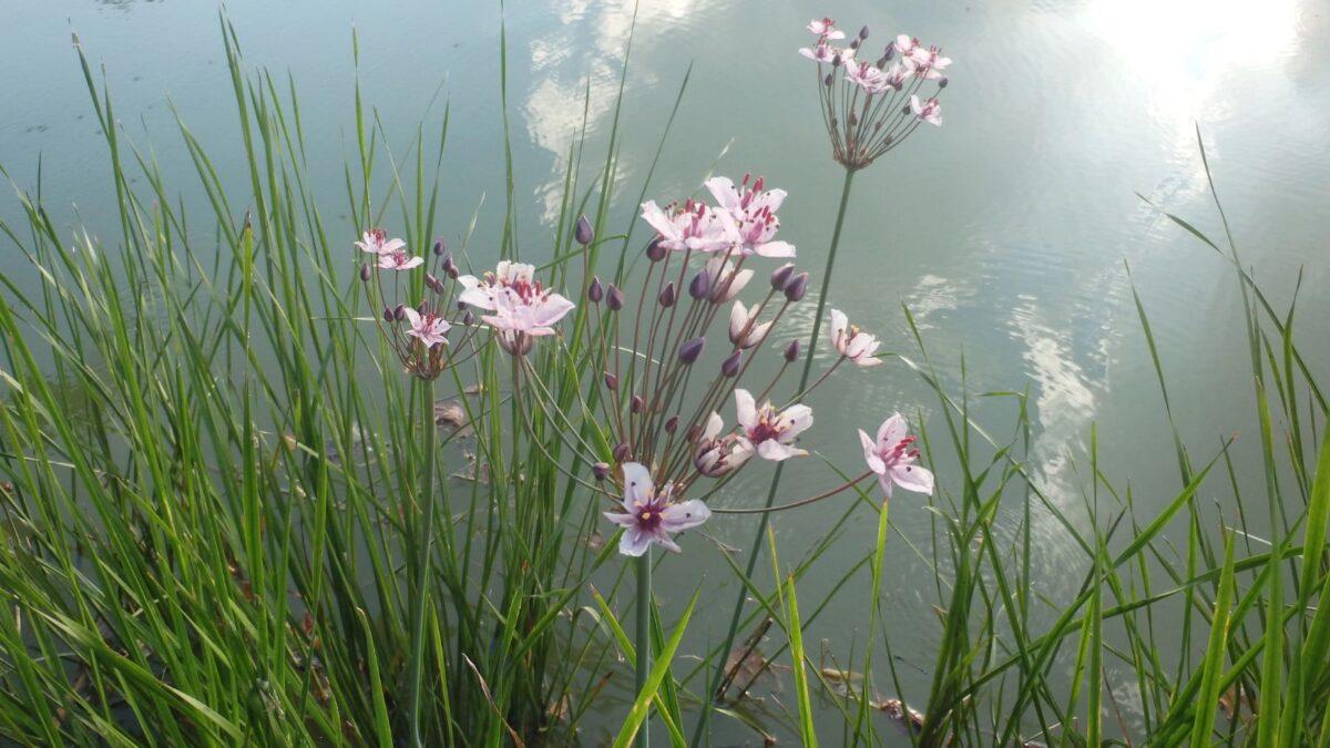 flowering rush.