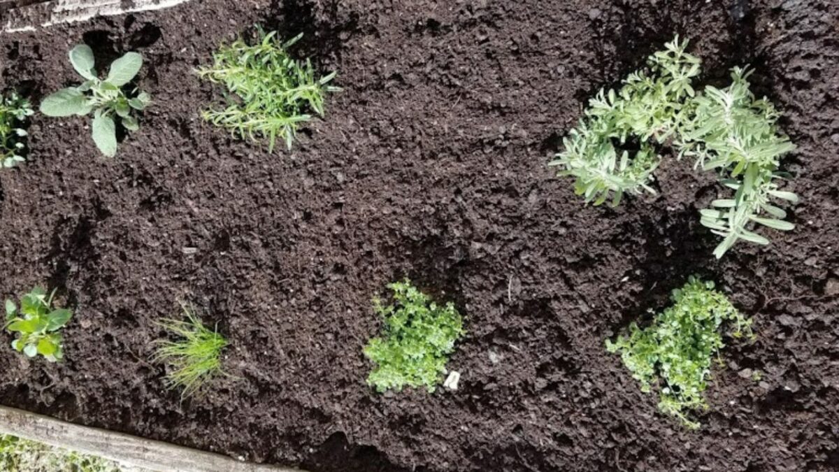 freshly planted herbs.