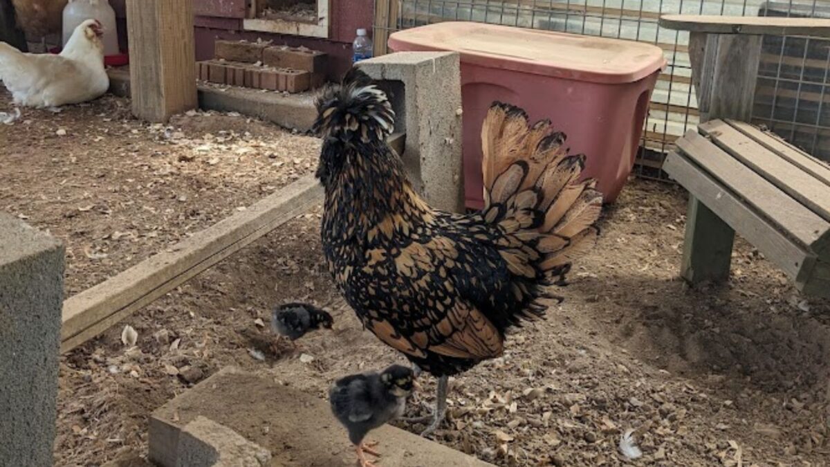 a golden laced polish chicken with her 2 adorable baby chicks.