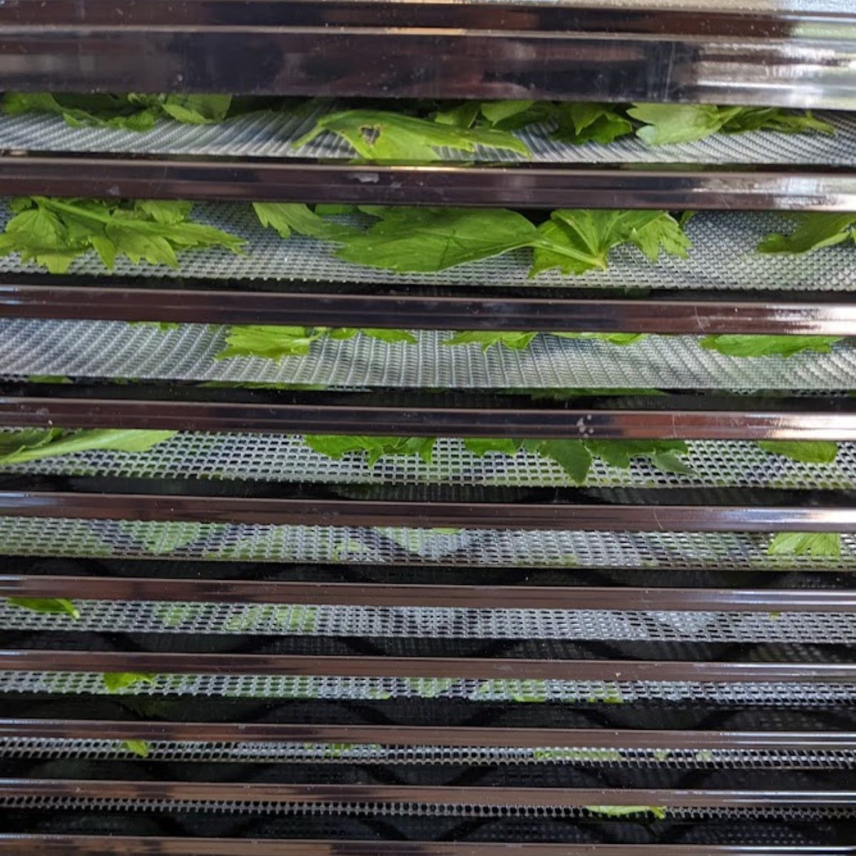 a dehydrator filled with herbs, ready to dry.