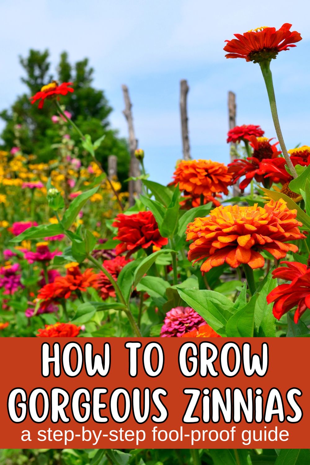 How to grow gorgeous zinnias: a step-by-step-fool-proof guide.