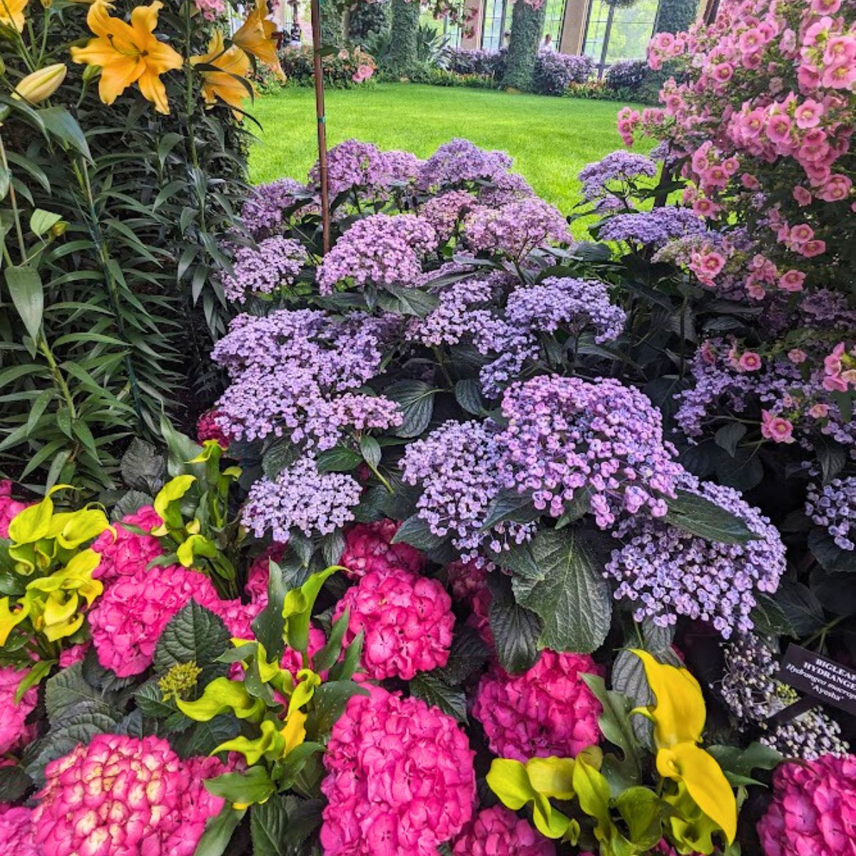 colorful hydrangea shrubs.