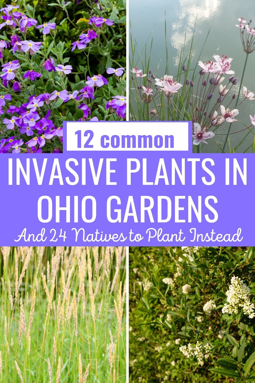 12 Common Invasive Plants in Ohio Gardens (And 24 Natives to Plant Instead).