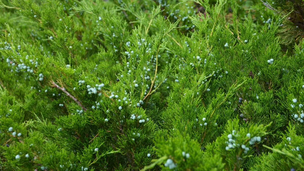 Eastern Red cedar, Juniperus virginiana, Tree Seeds (Hardy Fragrant Evergreen) (30) juniperus virginiana.