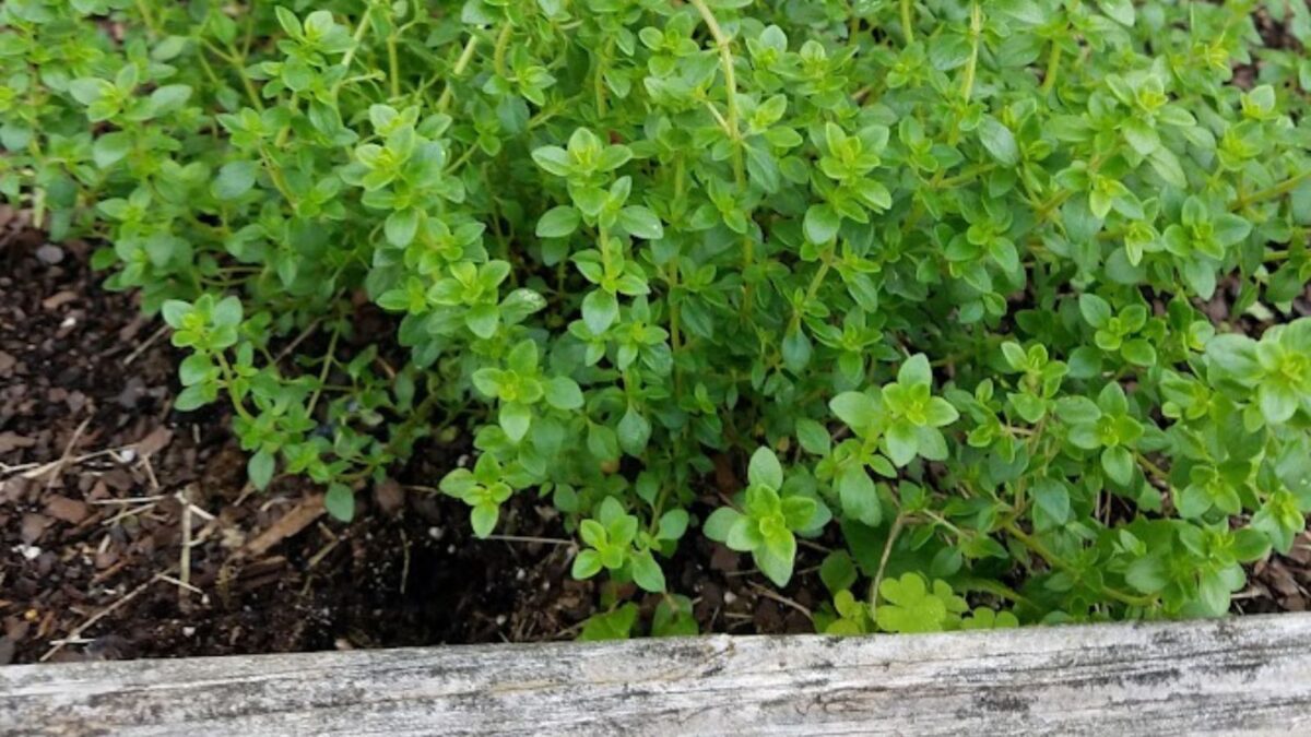 thriving oregano plants in my garden.